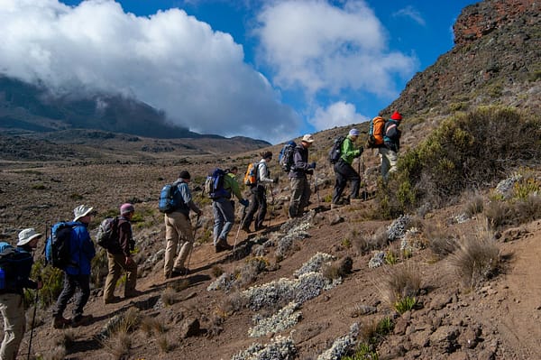 Hikers climbing Kilimanjaro, in the alpine zone of the mountain.