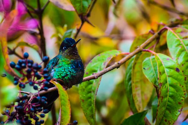 Iridescent hummingbird sat on a branch, with an array of colours faded in the background.
