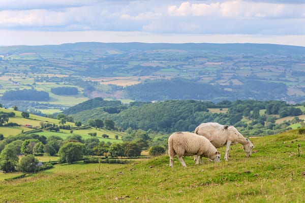 Sheep Brecon Beacons Incredible views from a park-up in the Brecon Beacons on this Wales road trip itinerary.