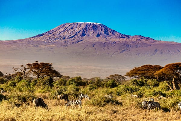 Zebras feeding with Mount Kilimanjaro standing tall in the background.