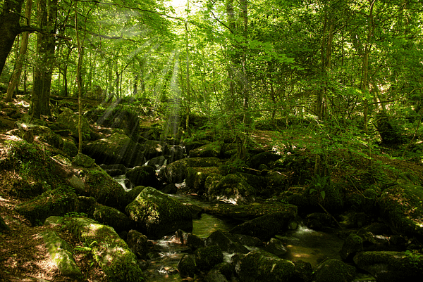 Dense enchanting woodland of Kennall Vale, one of the best outdoor things to do in Penryn.