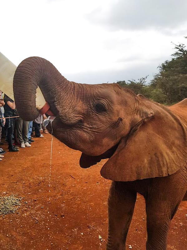 A baby elephant being fed milk at the Sheldrick Elephant Orphanage, one of the best things to do in Nairobi.