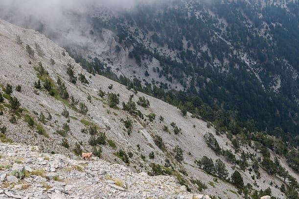 Balkan Chamois A Balkan chamois standing on the rocky cliffs of Olympus, with trees in the background.
